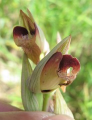 Serapias orientalis orientalis