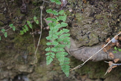 Cheilanthes hypoleuca
