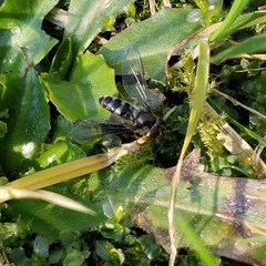 Meliscaeva auricollis