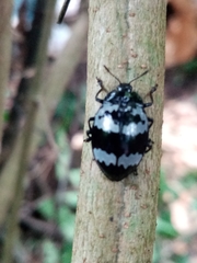 Barytopus gronovii