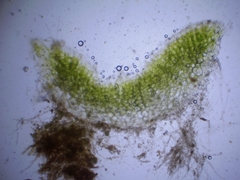 Riccia glauca
