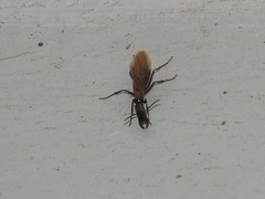 Camponotus mirabilis