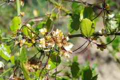Cuscuta chilensis