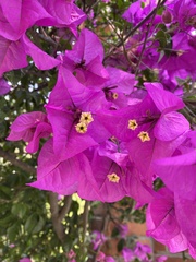Bougainvillea