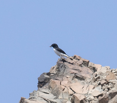 Oenanthe albonigra