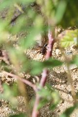 Nurscia albomaculata