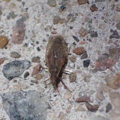 Cantacader lethierryi