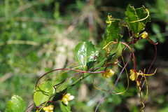 Cuscuta chilensis