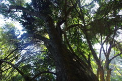 Nothofagus macrocarpa
