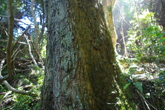Nothofagus macrocarpa