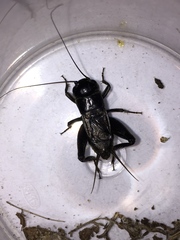 Gryllus saxatilis