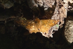 Myscelus amystis