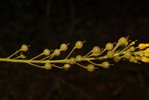 Image of Paysonia densipila by (c) Brian Finzel, some rights reserved (CC BY-SA)
