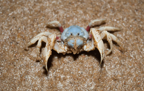 Mictyris brevidactylus