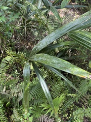 Image of Rhapidophyllum hystrix