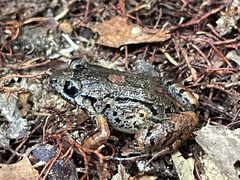 Adenomera hylaedactyla