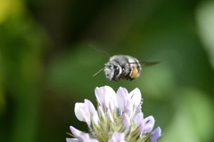 Anthophora alluaudi