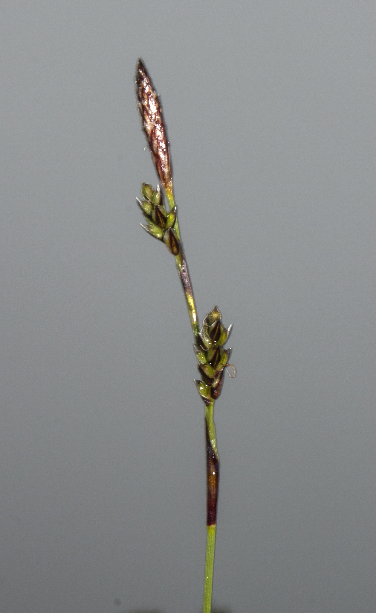 Carex richardsonii