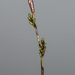 Richardson's Sedge - Photo (c) aarongunnar, some rights reserved (CC BY), uploaded by aarongunnar