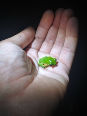 Pithecopus hypochondrialis