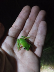 Pithecopus hypochondrialis