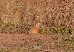 Urocitellus undulatus