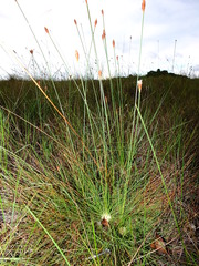 Bulbostylis lanata