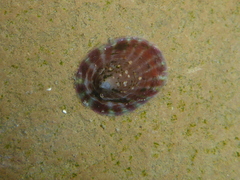 Williamia peltoides