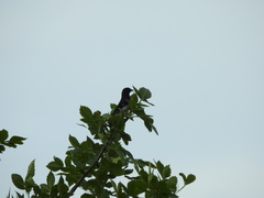 Conothraupis speculigera