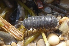 Armadillidium opacum