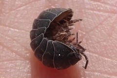 Armadillidium opacum