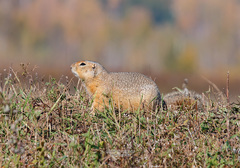 Urocitellus undulatus
