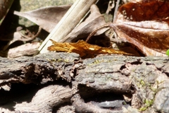 Myscelus amystis