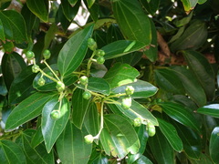 Cinnamomum kotoense