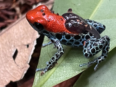 Ranitomeya reticulata