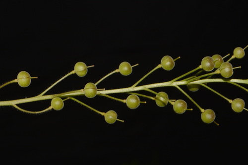 Image of Paysonia densipila by (c) Brian Finzel, some rights reserved (CC BY-SA)