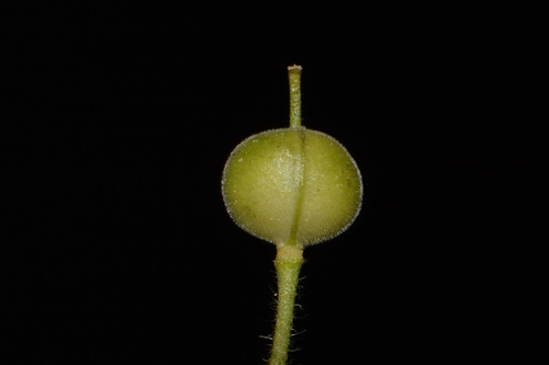 Image of Paysonia densipila by (c) Brian Finzel, some rights reserved (CC BY-SA)