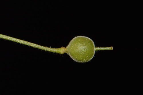 Image of Paysonia densipila by (c) Brian Finzel, some rights reserved (CC BY-SA)