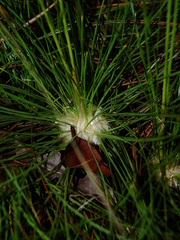 Bulbostylis lanata