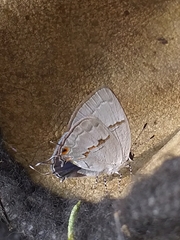 Nesiostrymon celona