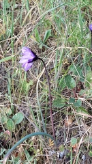 Dipterostemon capitatus capitatus