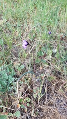 Dipterostemon capitatus capitatus