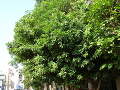 Cinnamomum kotoense