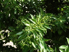 Cinnamomum kotoense