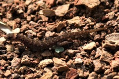 Lepidoblepharis