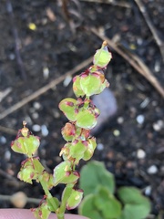 Rumex cordatus