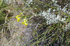 Calceolaria polifolia