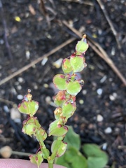 Rumex cordatus
