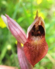 Serapias orientalis orientalis