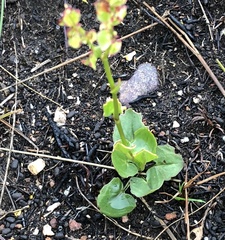 Rumex cordatus